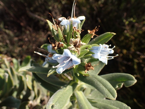 Lobostemon montanus, photograph 5