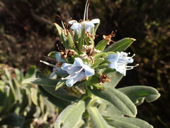 Lobostemon montanus, photograph (c) agujaceratops, some rights reserved (CC BY)