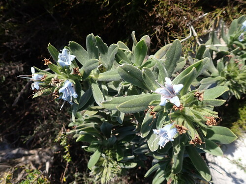 Lobostemon montanus, photograph 6