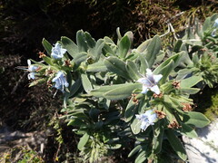Lobostemon montanus, photograph (c) agujaceratops, some rights reserved (CC BY)