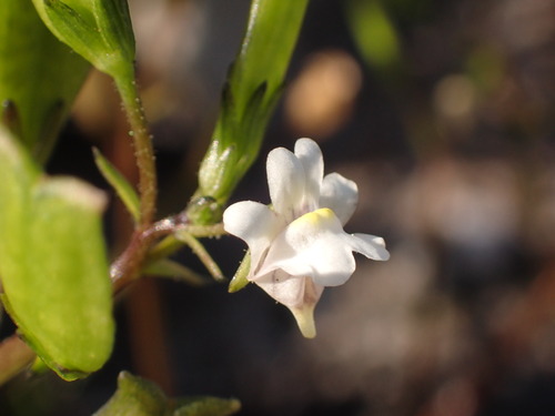 Image of Nemesia floribunda by (c) agujaceratops, some rights reserved (CC BY)