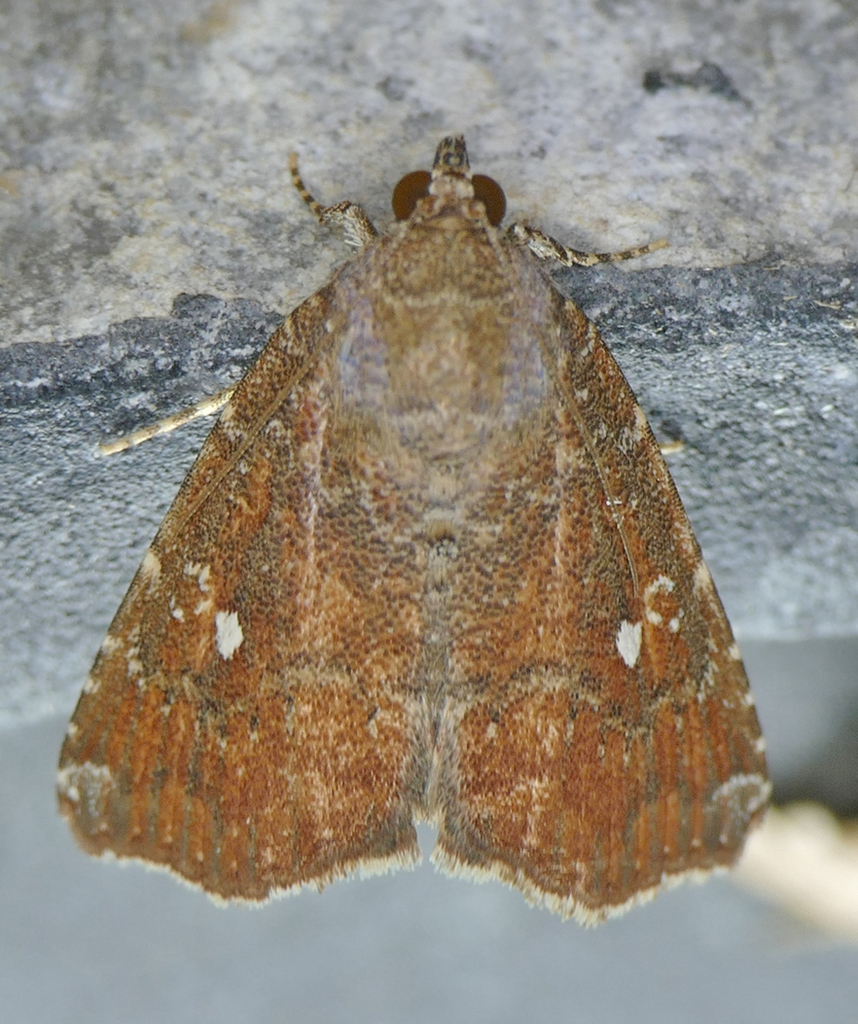 Hook-tipped Amyna Moth