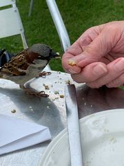 Passer domesticus