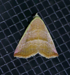 Eublemma cinnamomea