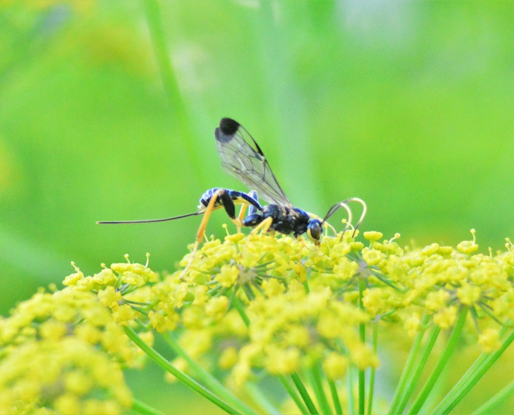 Spilopteron franclemonti