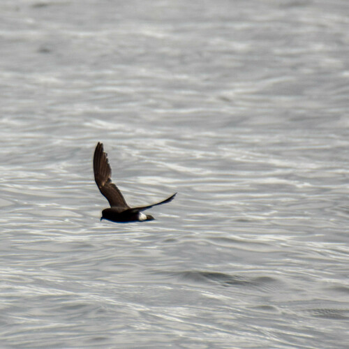 Paíño europeo (Hydrobates pelagicus)