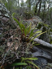 Dendrobium monophyllum