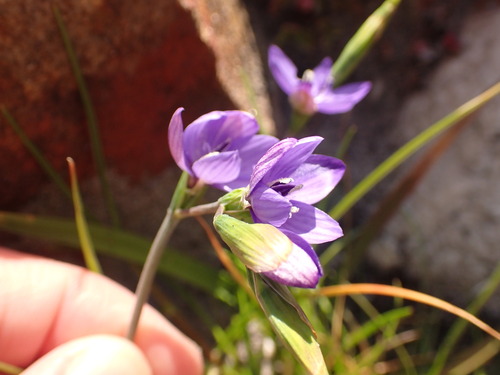 Image of Geissorhiza aspera by (c) agujaceratops, some rights reserved (CC BY)