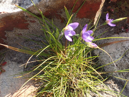 Image of Geissorhiza aspera by (c) agujaceratops, some rights reserved (CC BY)