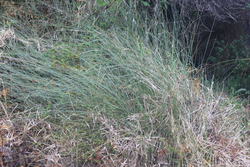 Image of Machaerina juncea by (c) Joe Dillon, some rights reserved (CC BY)