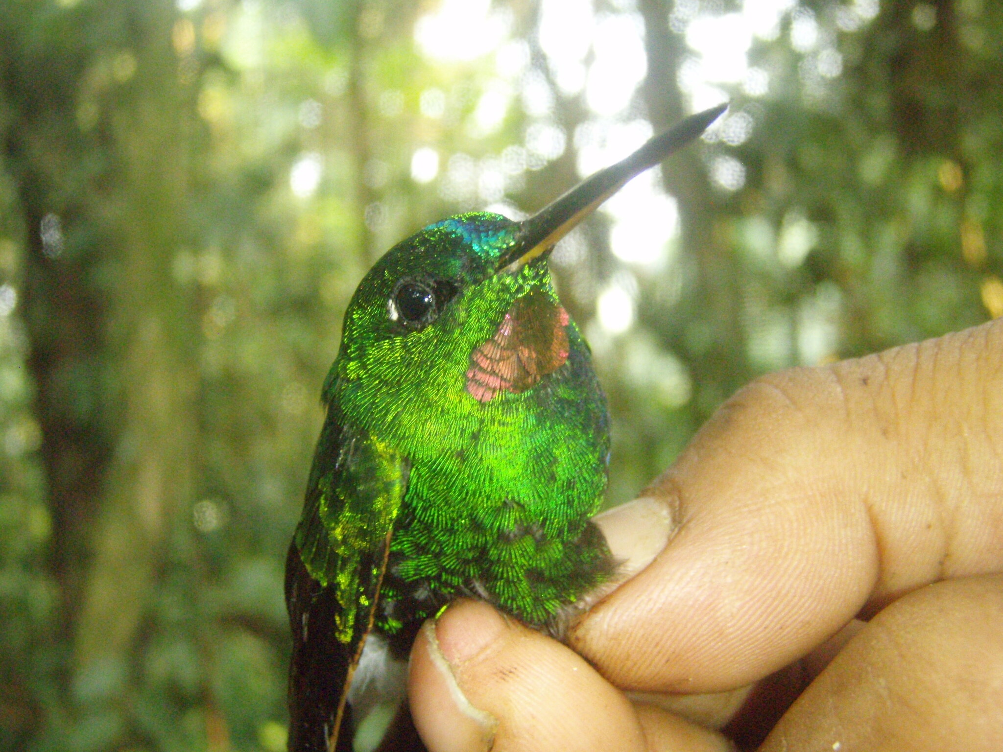 Rufous-webbed Brilliant (Heliodoxa branickii), photo 1