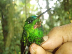 Rufous-Webbed Brilliant photo 3