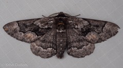 Phaeoura mexicanaria