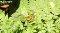 Bombus ardens