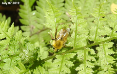 Bombus ardens