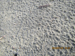 Anoteropsis litoralis