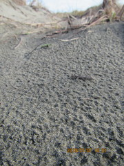 Anoteropsis litoralis