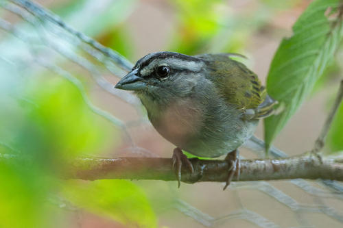 Green-backed Sparrow (Arremonops chloronotus), photo 9