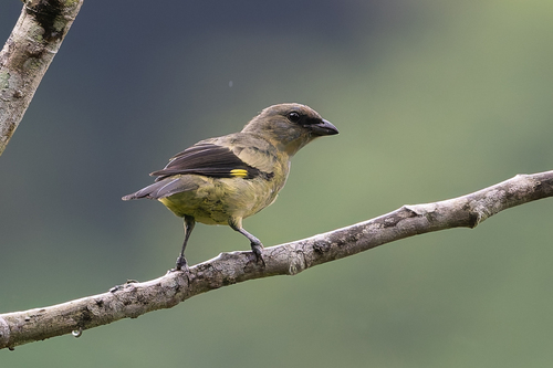 Yellow-winged Tanager (Thraupis abbas), photo 10