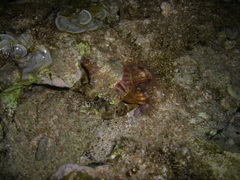 Dardanus deformis