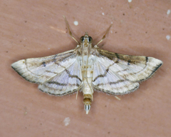 Marasmia trapezalis