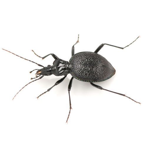 Margined Snail-eating Beetle