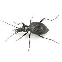 Margined Snail-eating Beetle