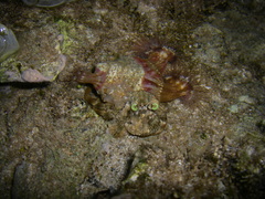 Dardanus deformis