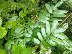 Millettia pachycarpa