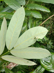 Millettia pachycarpa
