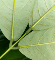 Millettia pachycarpa