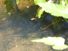 Gasterosteus aculeatus