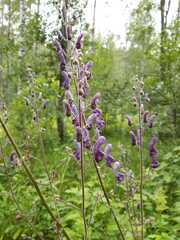 Aconitum lycoctonum
