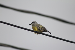 Tyrannus melancholicus