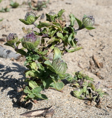 Monardella sinuata nigrescens
