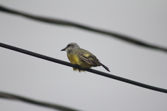 Tyrannus melancholicus