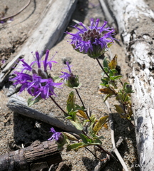Monardella sinuata nigrescens