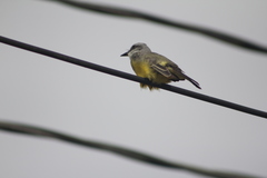 Tyrannus melancholicus