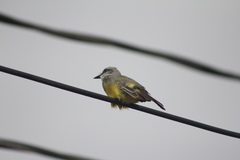 Tyrannus melancholicus