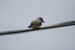 Tyrannus melancholicus