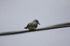 Tyrannus melancholicus