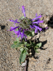 Monardella sinuata nigrescens