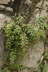 Hypericum subalatum