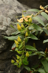 Hypericum subalatum