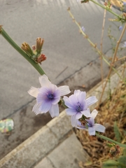 Cichorium intybus