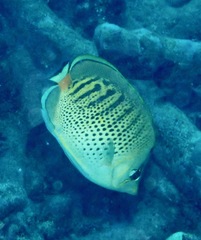 Chaetodon punctatofasciatus