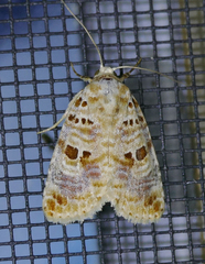 Diastema tigris