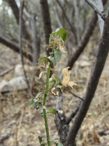 Image of Pseudabutilon thurberi by (c) Sue Carnahan, some rights reserved (CC BY)