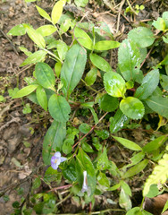 Bonnaya ruelloides
