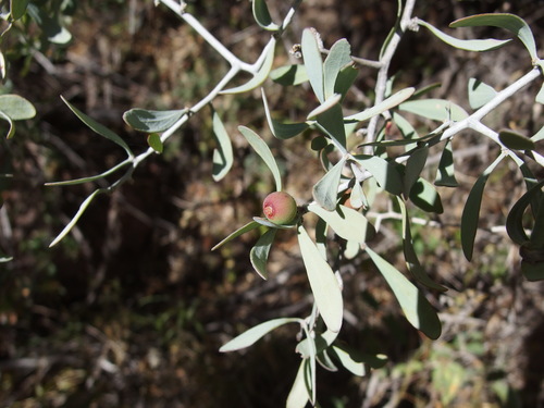 Schoepfia shreveana (Schoepfia shreveana)